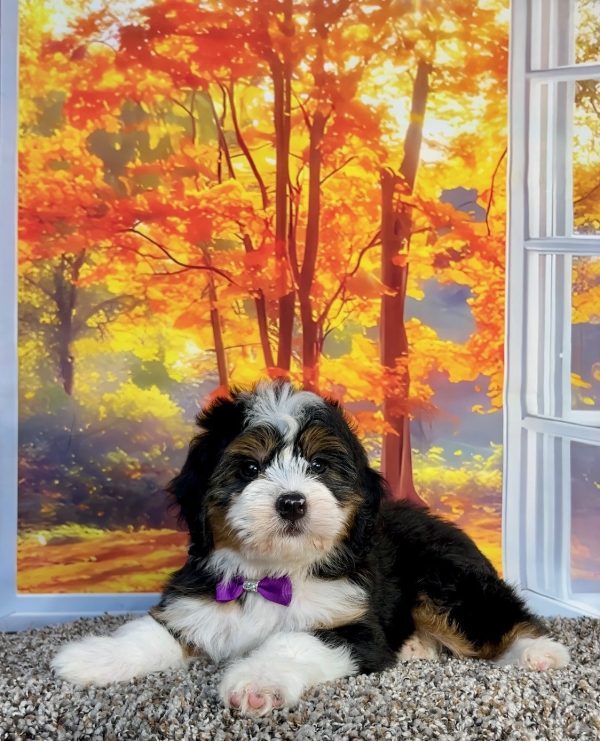 Photo of Ms. Penny the F1 Mini-Bernedoodle puppy