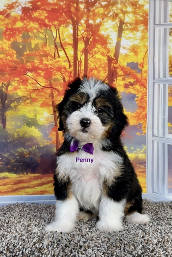 Photo of Ms. Penny the F1 Mini-Bernedoodle puppy