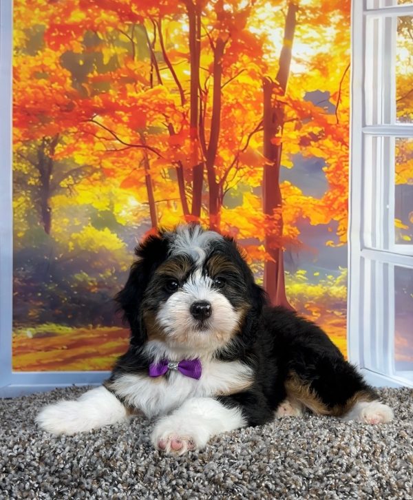 Photo of Ms. Penny the F1 Mini-Bernedoodle puppy