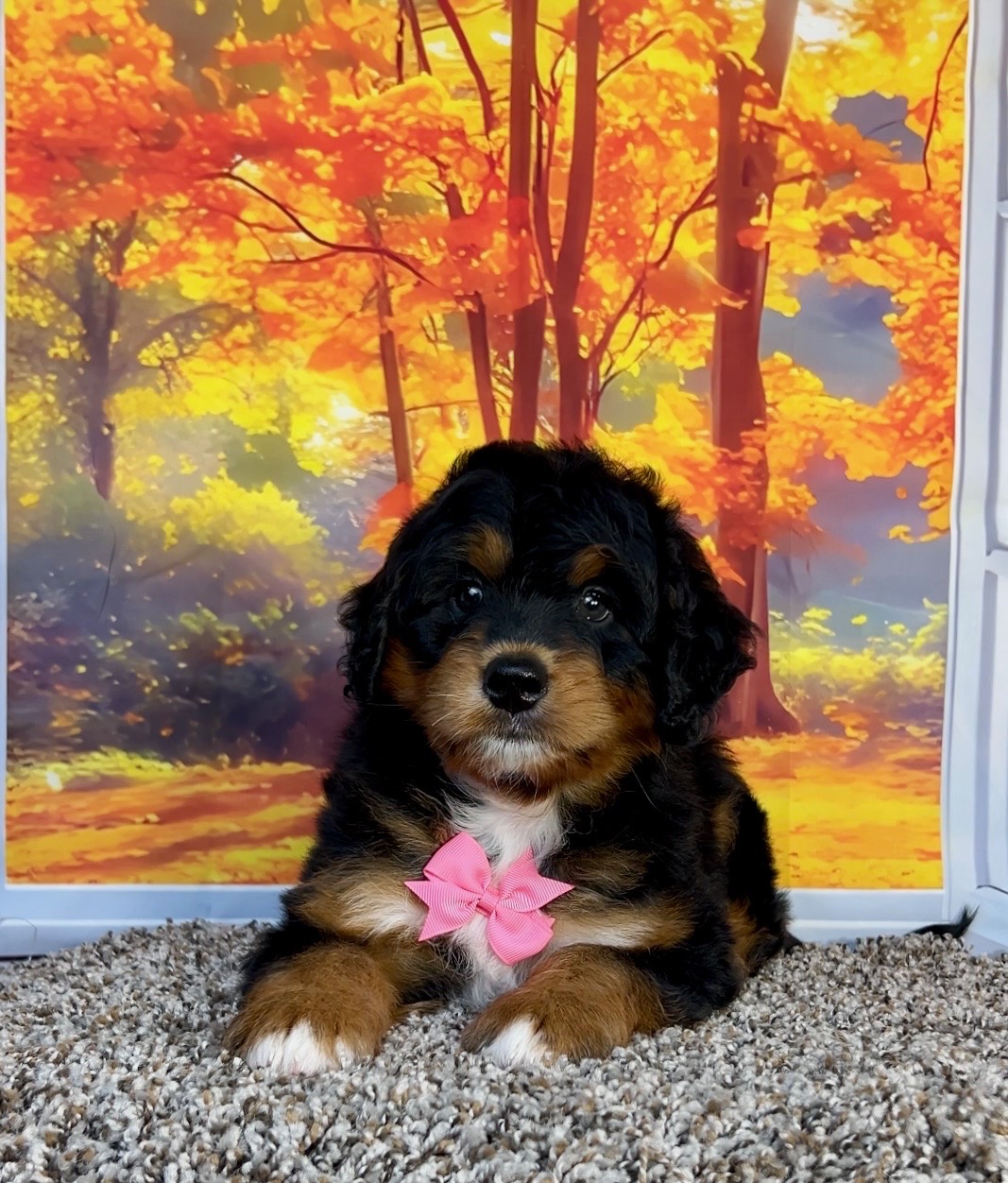 Photo of Ms. Plexus the F1 Mini-Bernedoodle puppy