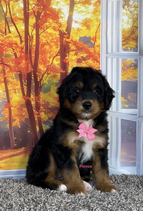 Photo of Ms. Plexus the F1 Mini-Bernedoodle puppy