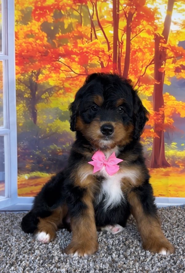 Photo of Ms. Plexus the F1 Mini-Bernedoodle puppy