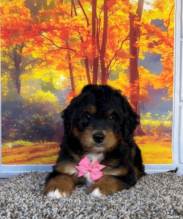 Photo of Ms. Plexus the F1 Mini-Bernedoodle puppy