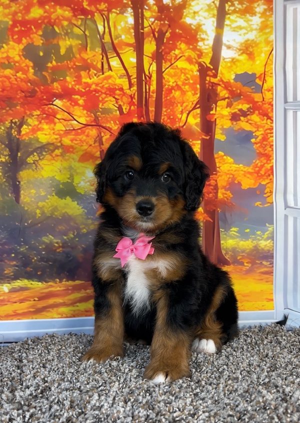 Photo of Ms. Plexus the F1 Mini-Bernedoodle puppy