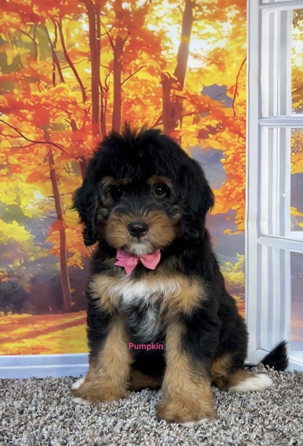 Photo of Ms. Pumpkin the F1 Mini-Bernedoodle puppy