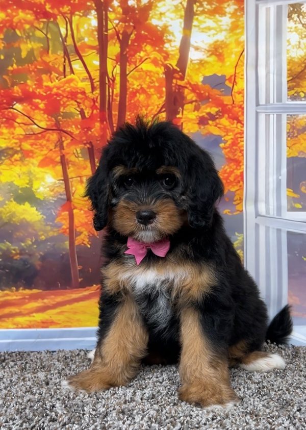 Photo of Ms. Pumpkin the F1 Mini-Bernedoodle puppy