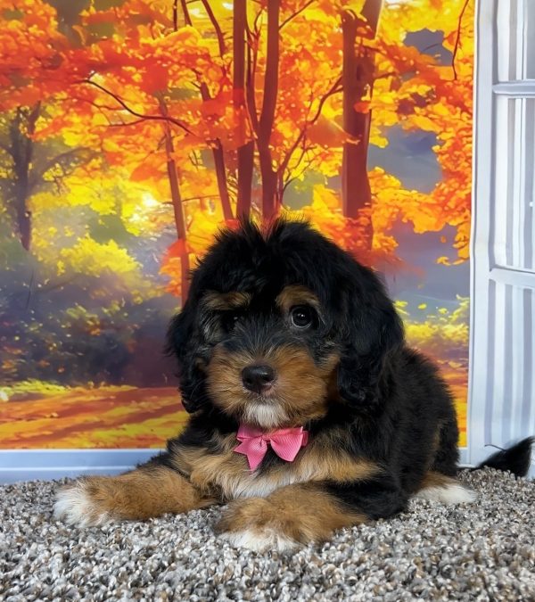 Photo of Ms. Pumpkin the F1 Mini-Bernedoodle puppy