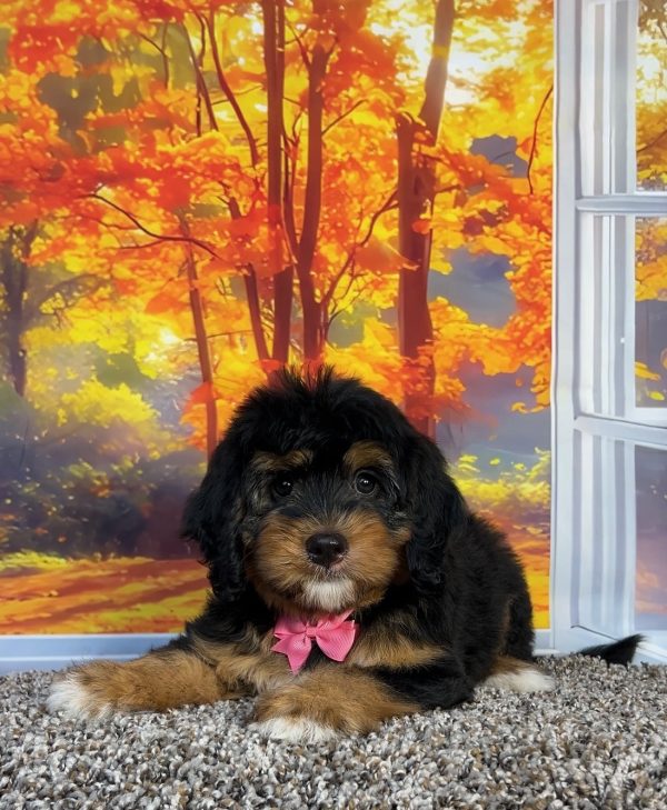 Photo of Ms. Pumpkin the F1 Mini-Bernedoodle puppy