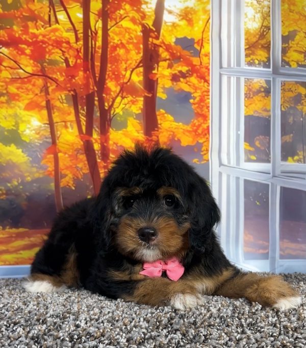Photo of Ms. Pumpkin the F1 Mini-Bernedoodle puppy