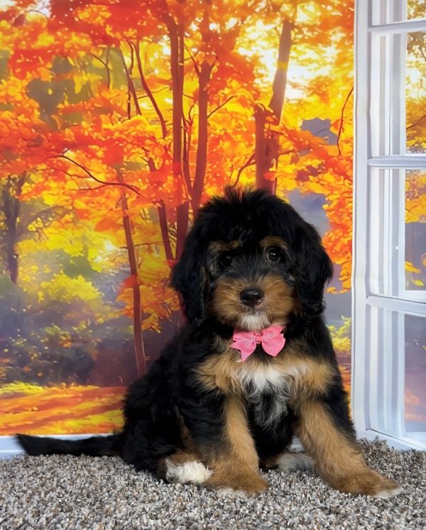 Photo of Ms. Pumpkin the F1 Mini-Bernedoodle puppy