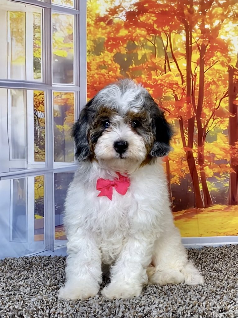 Photo of Ms. Queen the F1B Mini-Bernedoodle puppy