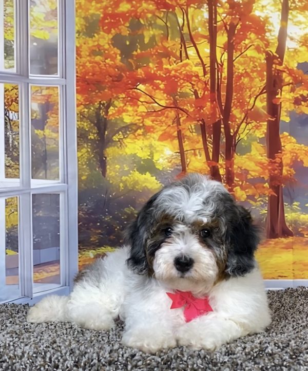 Photo of Ms. Queen the F1B Mini-Bernedoodle puppy