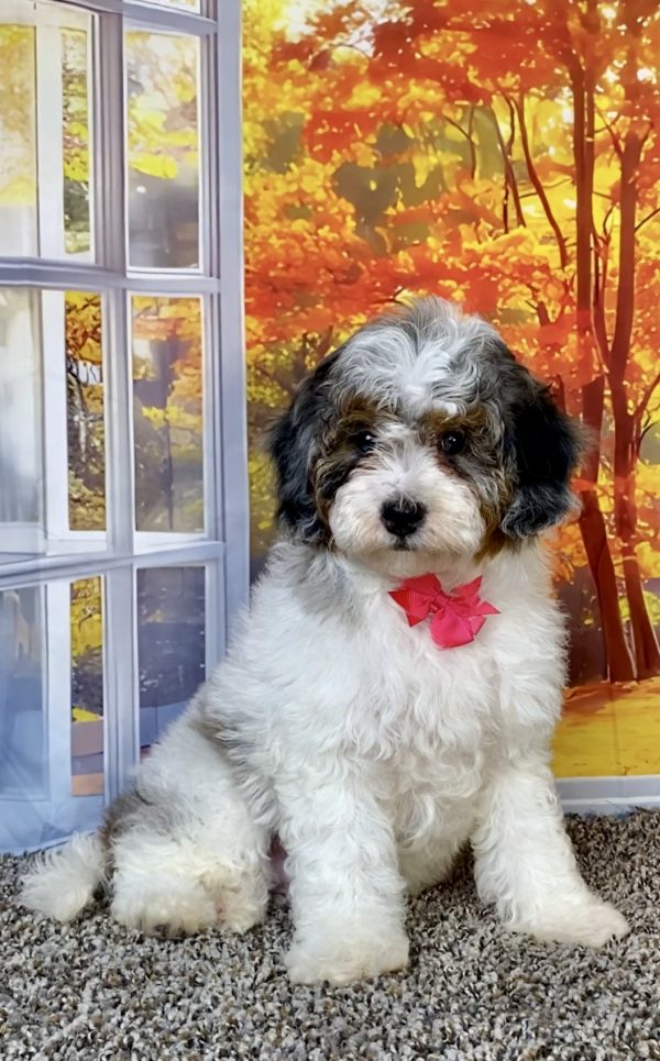 Photo of Ms. Queen the F1B Mini-Bernedoodle puppy