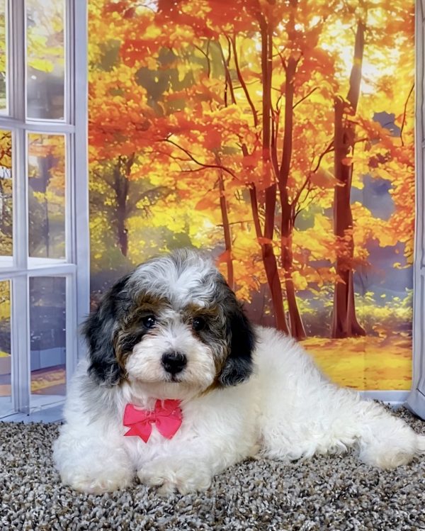 Photo of Ms. Queen the F1B Mini-Bernedoodle puppy