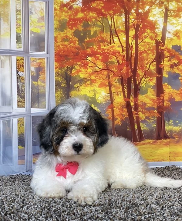 Photo of Ms. Queen the F1B Mini-Bernedoodle puppy