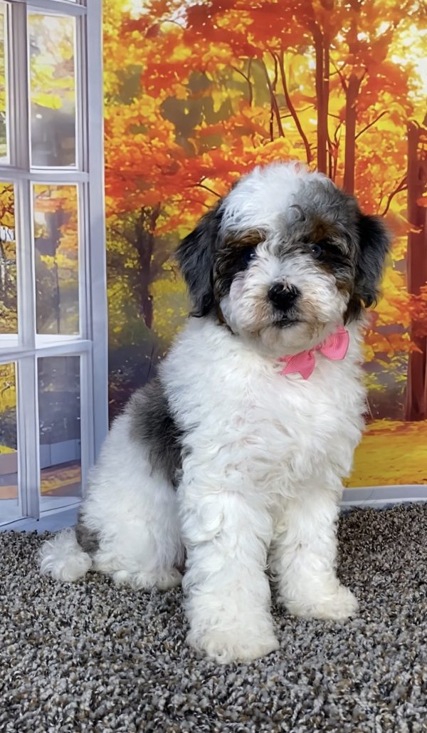 Ms. Quesa the F1B Mini-Bernedoodle puppy