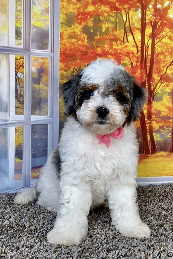 Photo of Ms. Quesa the F1B Mini-Bernedoodle puppy