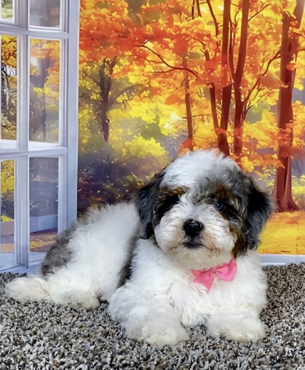 Photo of Ms. Quesa the F1B Mini-Bernedoodle puppy