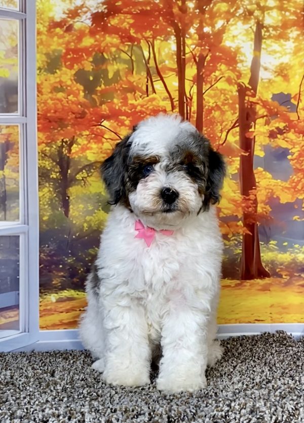 Photo of Ms. Quesa the F1B Mini-Bernedoodle puppy