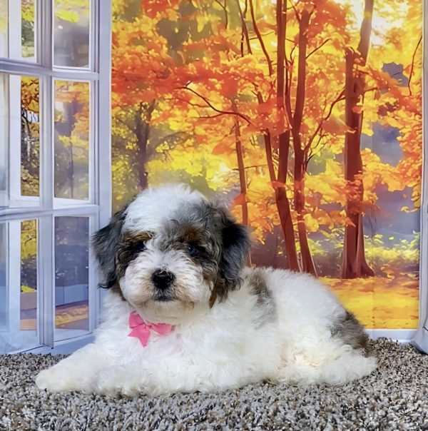 Photo of Ms. Quesa the F1B Mini-Bernedoodle puppy