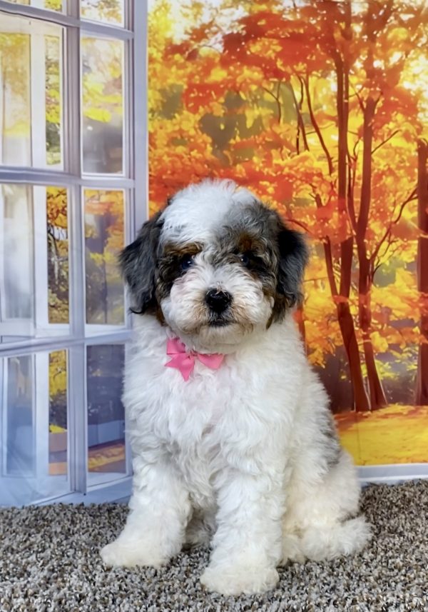 Photo of Ms. Quesa the F1B Mini-Bernedoodle puppy