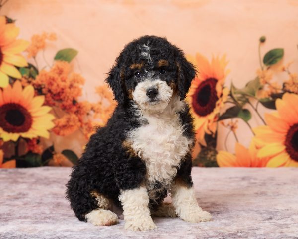 Photo of Ms. Rose the F1B Mini-Bernedoodle puppy