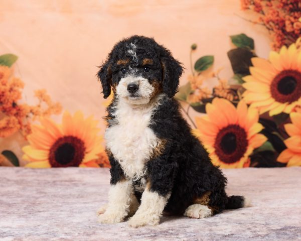 Photo of Ms. Rose the F1B Mini-Bernedoodle puppy