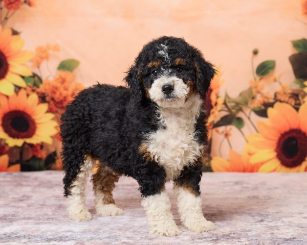 Photo of Ms. Rose the F1B Mini-Bernedoodle puppy