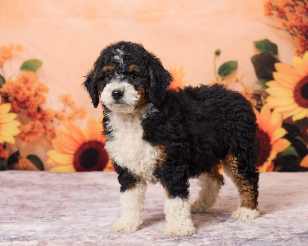 Photo of Ms. Rose the F1B Mini-Bernedoodle puppy