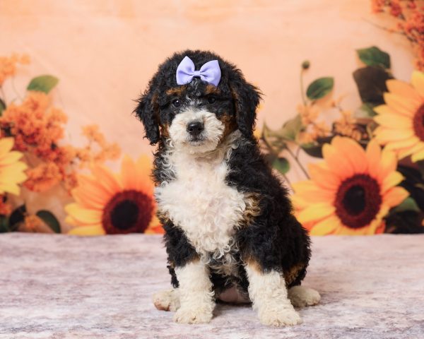 Photo of Ms. Rose the F1B Mini-Bernedoodle puppy