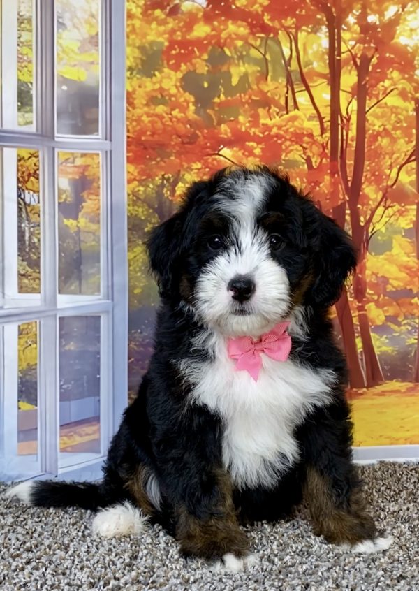 Ms. Sheila the F1 Mini-Bernedoodle puppy