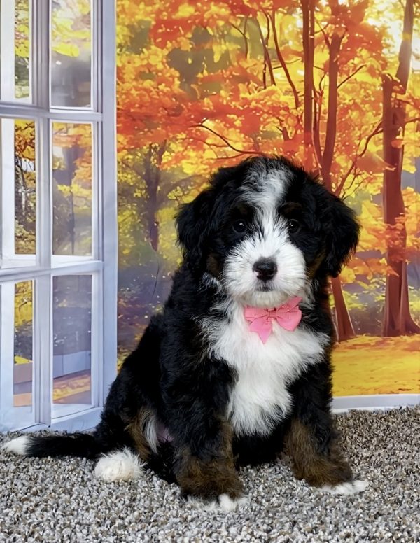 Photo of Ms. Sheila the F1 Mini-Bernedoodle puppy