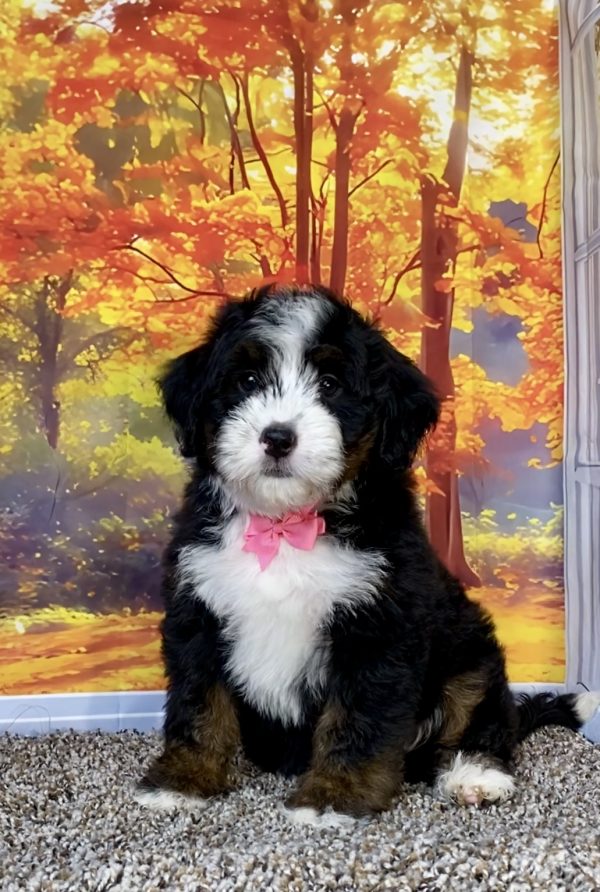 Photo of Ms. Sheila the F1 Mini-Bernedoodle puppy
