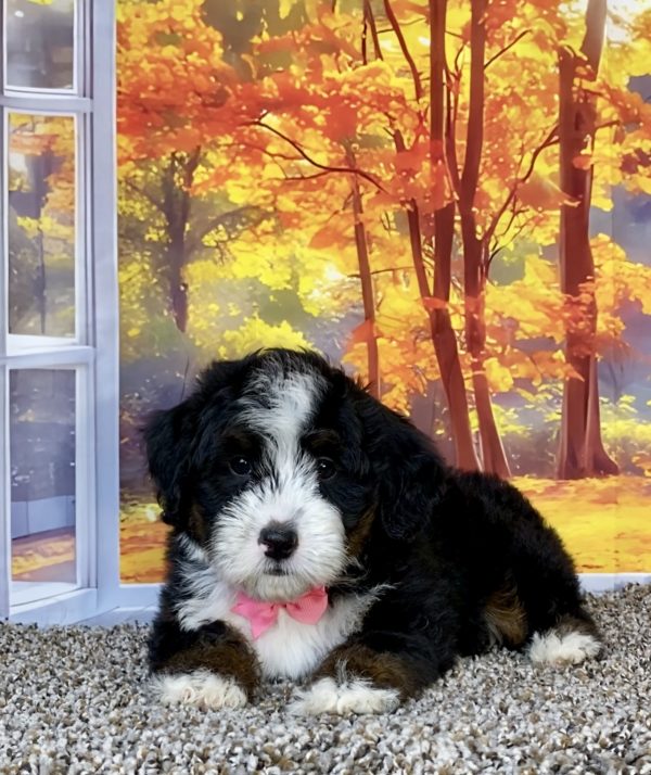 Photo of Ms. Sheila the F1 Mini-Bernedoodle puppy