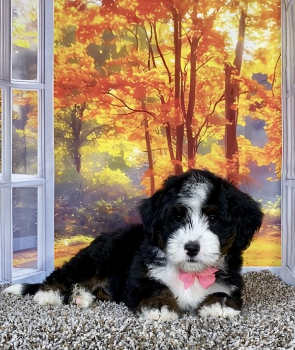 Photo of Ms. Sheila the F1 Mini-Bernedoodle puppy