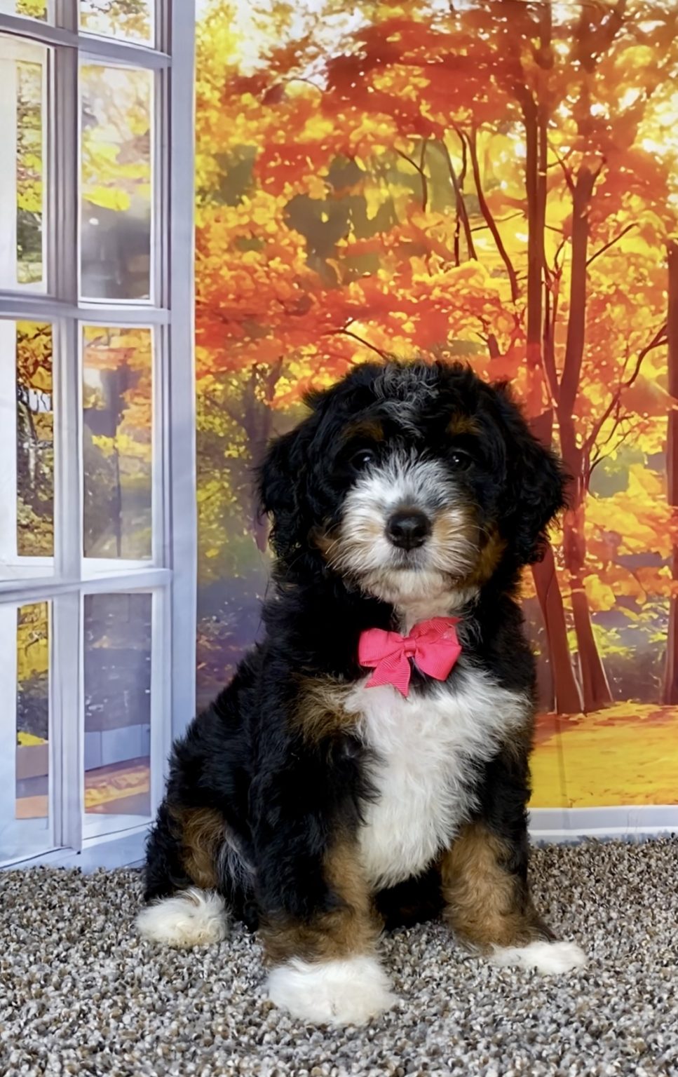 Photo of Ms. Sweets the F1 Mini-Bernedoodle puppy