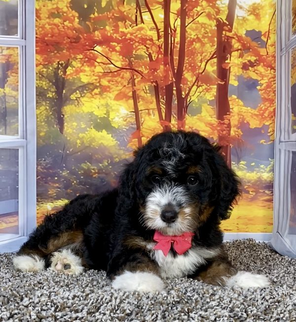 Photo of Ms. Sweets the F1 Mini-Bernedoodle puppy