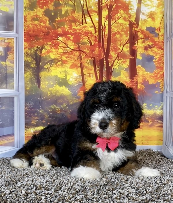 Photo of Ms. Sweets the F1 Mini-Bernedoodle puppy