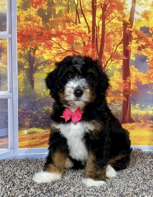 Photo of Ms. Sweets the F1 Mini-Bernedoodle puppy