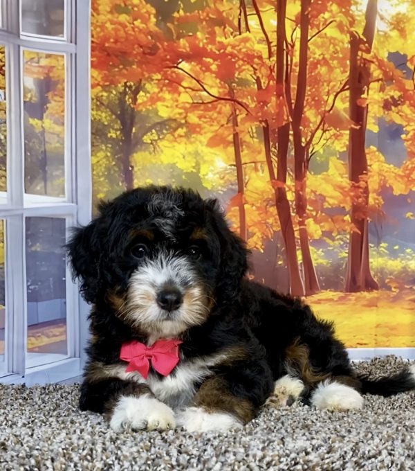 Photo of Ms. Sweets the F1 Mini-Bernedoodle puppy