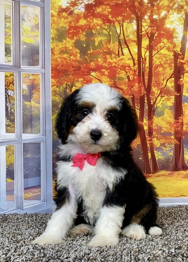 Ms. Tulip the F2 Mini-Bernedoodle puppy