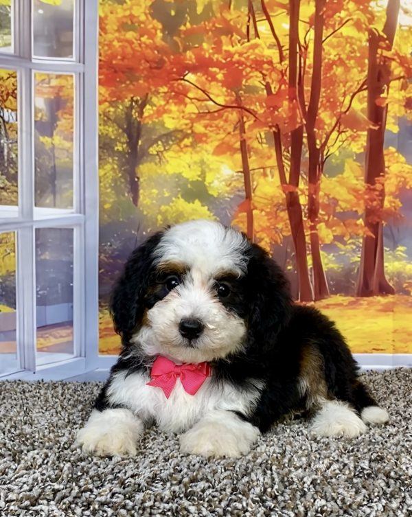 Photo of Ms. Tulip the F2 Mini-Bernedoodle puppy