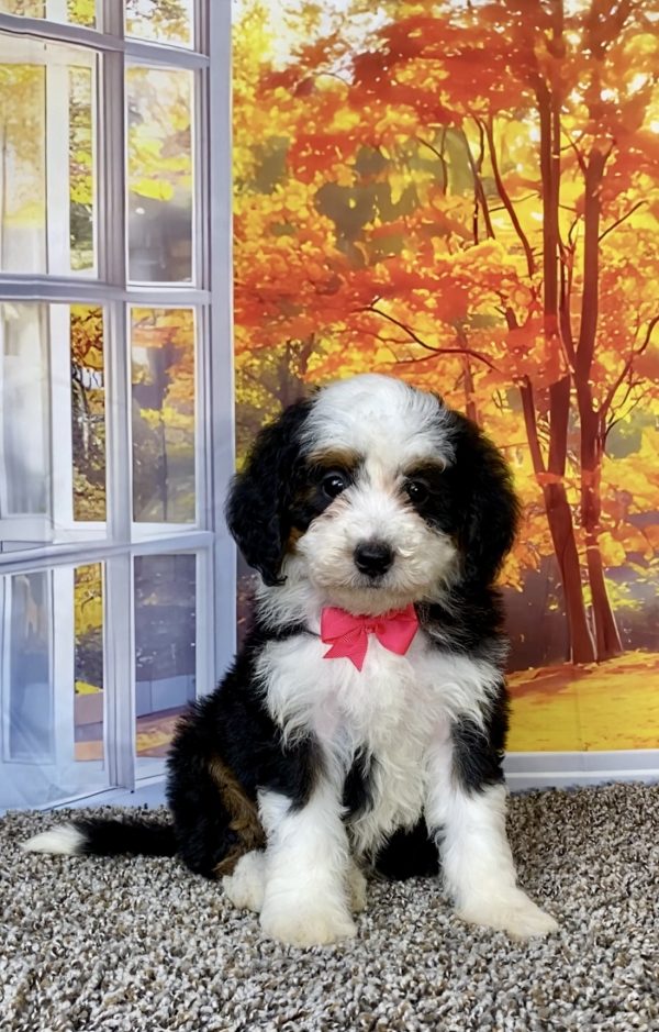 Photo of Ms. Tulip the F2 Mini-Bernedoodle puppy