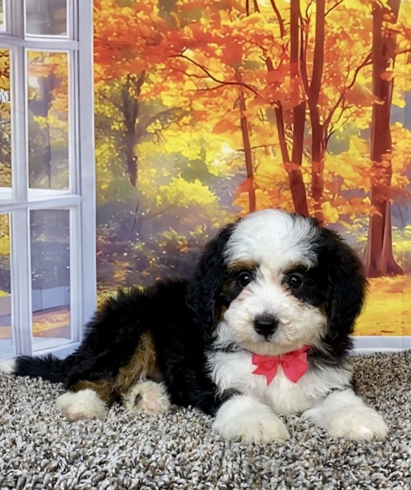Photo of Ms. Tulip the F2 Mini-Bernedoodle puppy