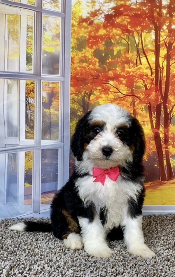 Photo of Ms. Tulip the F2 Mini-Bernedoodle puppy