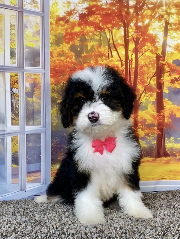 Ms. Wanita the F1 Mini-Bernedoodle puppy