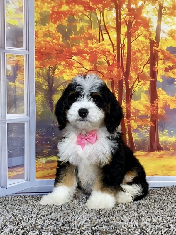 Ms. Wendy the F1 Mini-Bernedoodle puppy