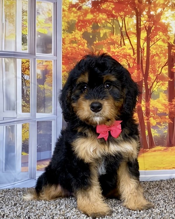 Ms. Willow the F1 Mini-Bernedoodle puppy