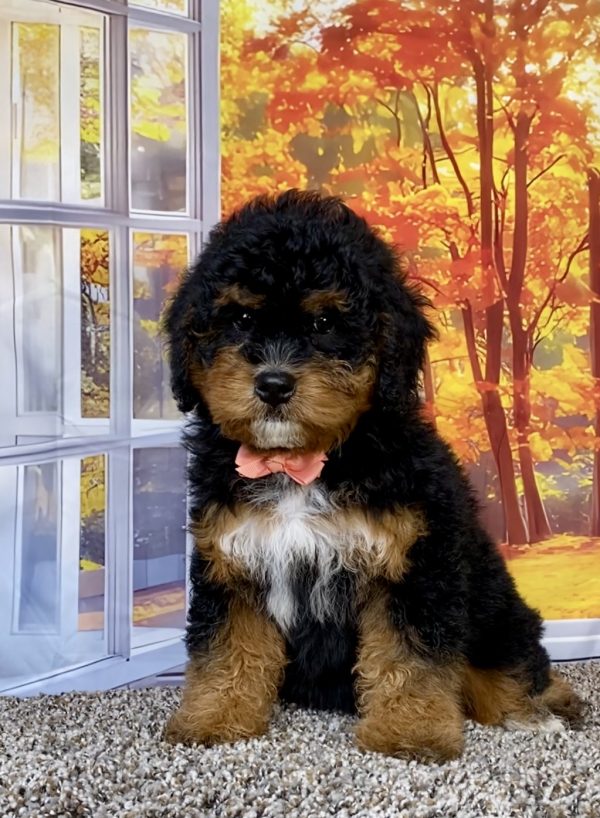 Photo of Ms. Wren the F1 Mini-Bernedoodle puppy