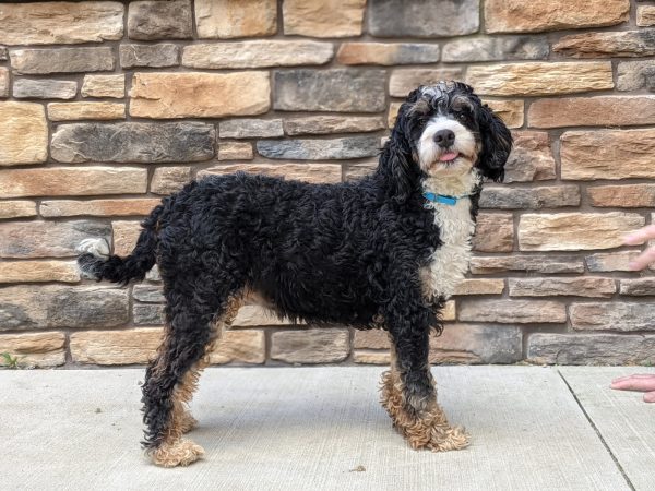 Alexa the Mini-Bernedoodle, a tri-color Mini-Bernedoodle mom